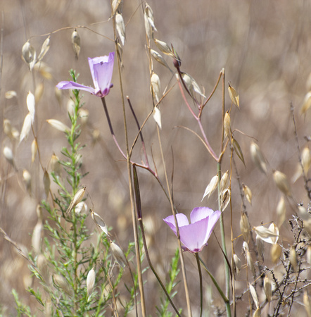 Splendid mariposa Lily - Calochortus splendens