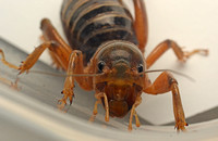 Jerusalem cricket - Ammopelmatus sp.