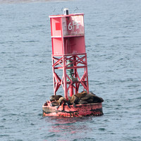 California sea lion - Zalophus californianus