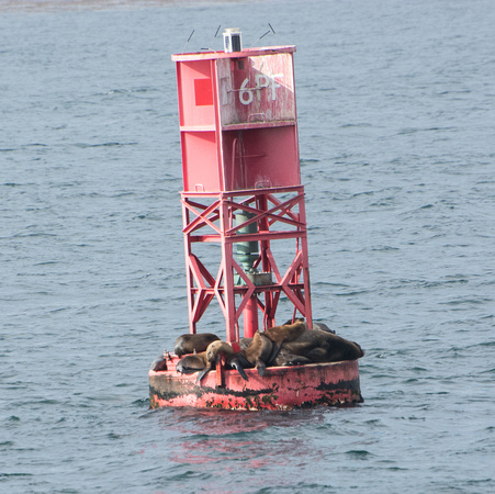 California sea lion - Zalophus californianus