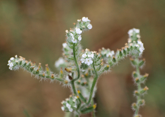 Popcorn flower - Cryptantha sp.