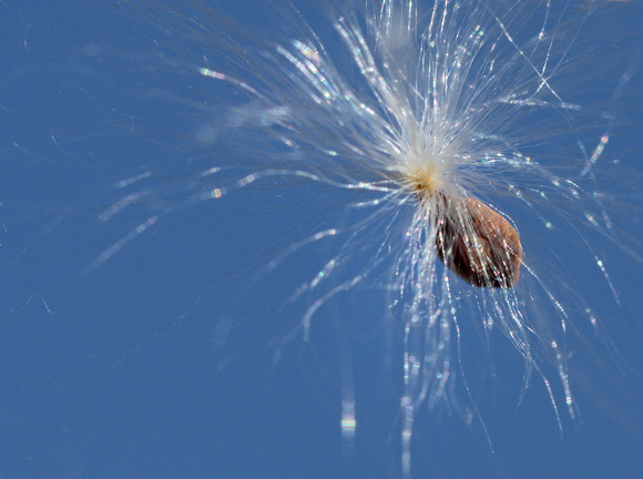 Tropical milkweed - Asclepias currassavica: Dispersal by wind