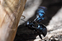 California Carpenter Bee - Xylocopa californica