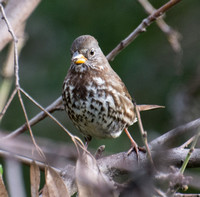 Fox Sparrow - Passerella iliaca