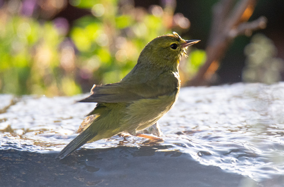 Orange-crowned Warbler - Leiothlypis celata