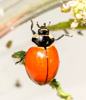 Nine-spotted lady beetle - Coccinella novemnotata