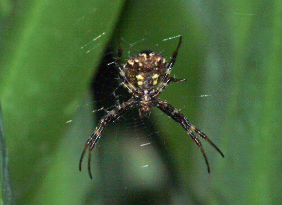 Orb weaver - Gea heptagon