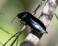 Click beetle - Melanactes densus