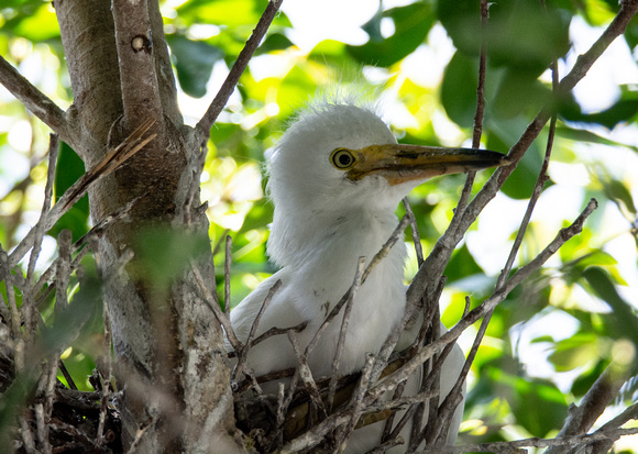 snowy Egret - Egretta thula