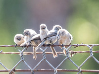 Rancho Los Cerritos Historic Site Bird Count 06-2017