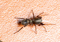 Ant-mimic sac spider - Castianeira athena
