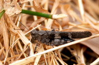 Fontana Grasshopper - Trimerotropis fontana