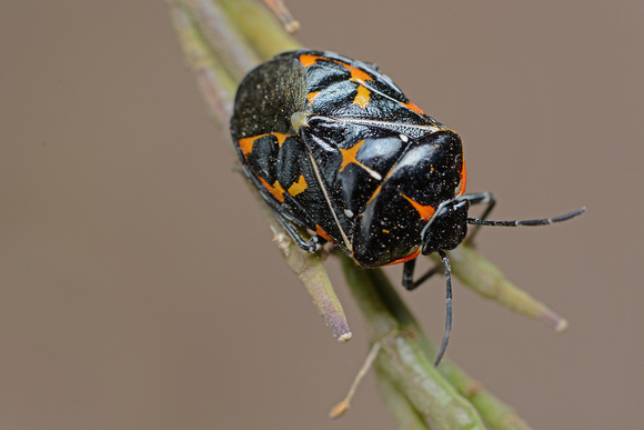 Harlequin - Murgantia histronica (adult)