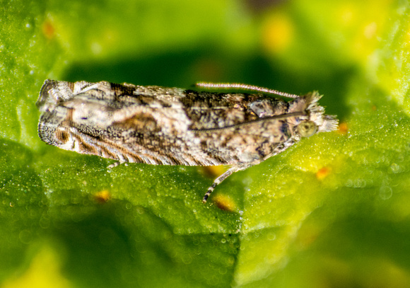 Cotton tipworm moth - Crocidosema plebejana