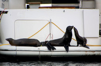 California sea lion - Zalophus californianus