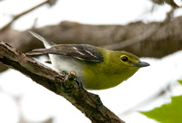 Yellow-throated Vireo - Vireo flavifrons