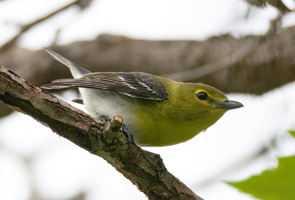 Yellow-throated Vireo - Vireo flavifrons