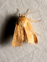 V-lined Quaker Moth - Zosteropoda hirtipes