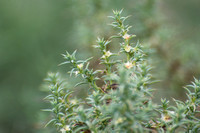 Russian Thistle - Salsola tragus