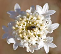 Family Melyridae - Soft-winged Flower Beetles