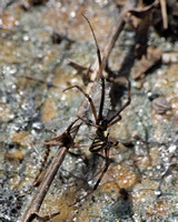 Western black widow - Latrodectus hesperus