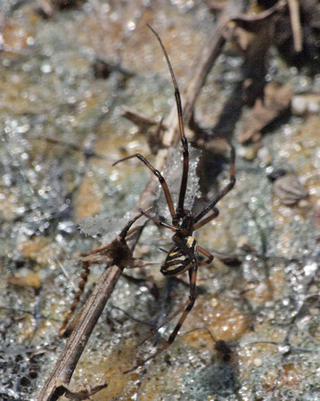 Western black widow - Latrodectus hesperus
