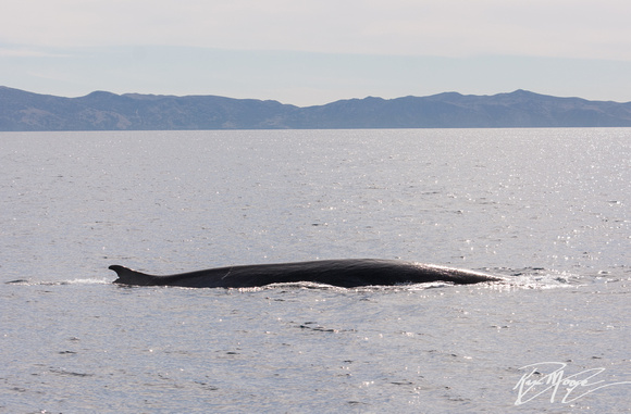 Fin Whale- Balaenoptera physalus