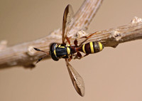 Syrphid fly - unidentified sp.