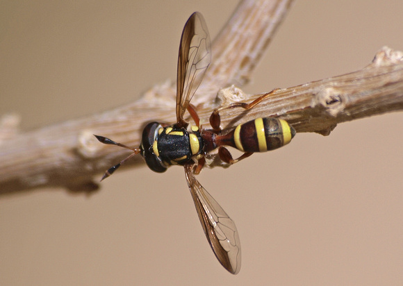 Syrphid fly - unidentified sp.