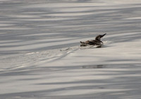 Common Murre - Uria aalge