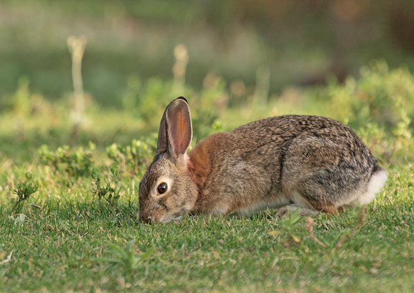 Desert cottontail  - Sylvilagus audubonnii