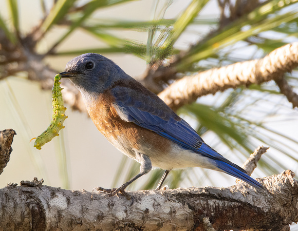 Western Bluebird - Sialia mexicana, White-lined sphinx - Hyles lineata