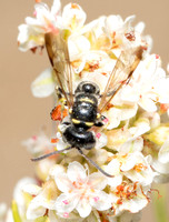 Weevil wasp - Cerceris convergens