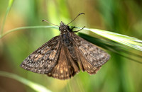 Propertius Duskywing - Erynnis propertius