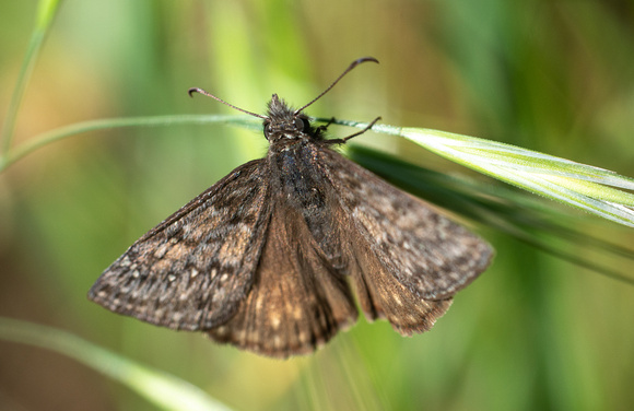 Propertius Duskywing - Erynnis propertius