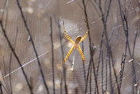 Banded argiope - Argiope trifasciata