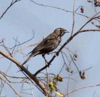 Red-winged Blackbird - Agelaius phoeniceus