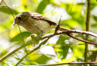 Hutton's Vireo - Vireo huttoni
