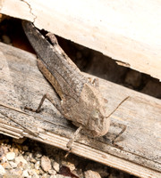 Trailside grasshopper - Lactista gibbosus