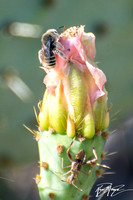 Chimney bee - Diadasia sp., Cactus bug - Narnia femorata