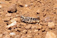 Clear-winged grasshopper - Camnula pellucida