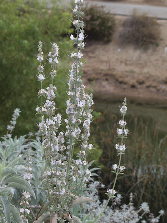 White sage