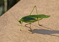 Fork-tailed bush katydid - Scudderia furcata