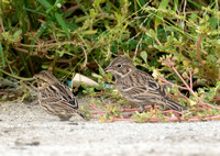 Vesper Sparrow - Pooecetes gramineus and Savannah Sparrow - Passerculus sandwichensis