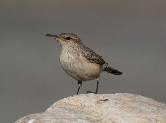 Rock Wren - Salpinctes obsoletus