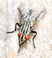 Flesh fly - unidentified sp.