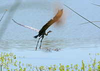 Great Blue Heron - Ardea herodias