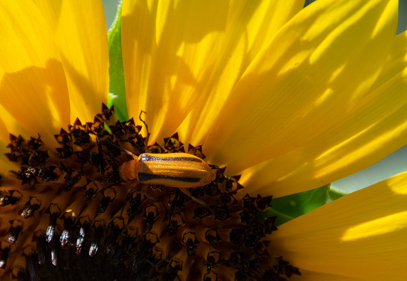 Blister beetle - Unidentified sp.