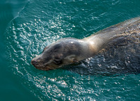 California sea lion - Zalophus californianus