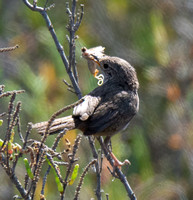 Northern House Wren - Troglodytes aedon